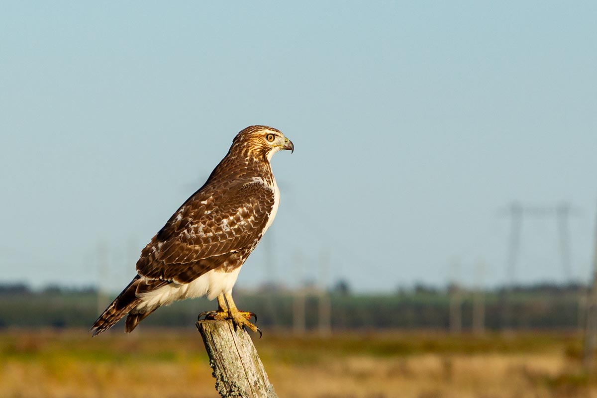 A Northern Harrier rests on a fence post.