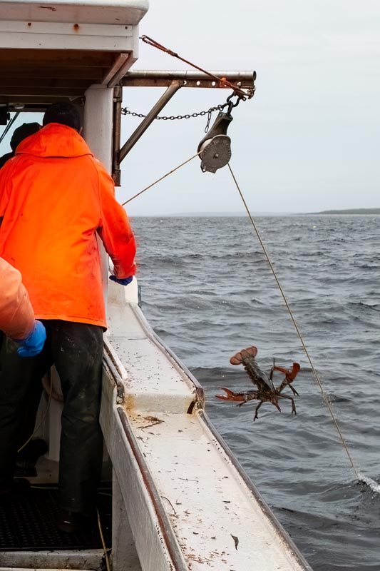 An undersized lobster is thrown back