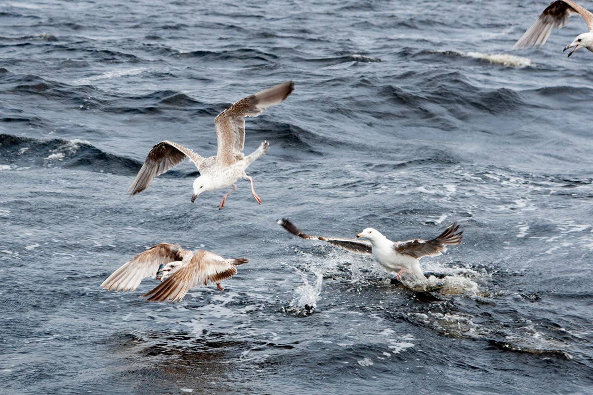 Seagulls fighting over old bait
