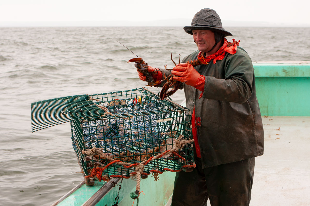 Randy removes a couple of lobsters from the trap