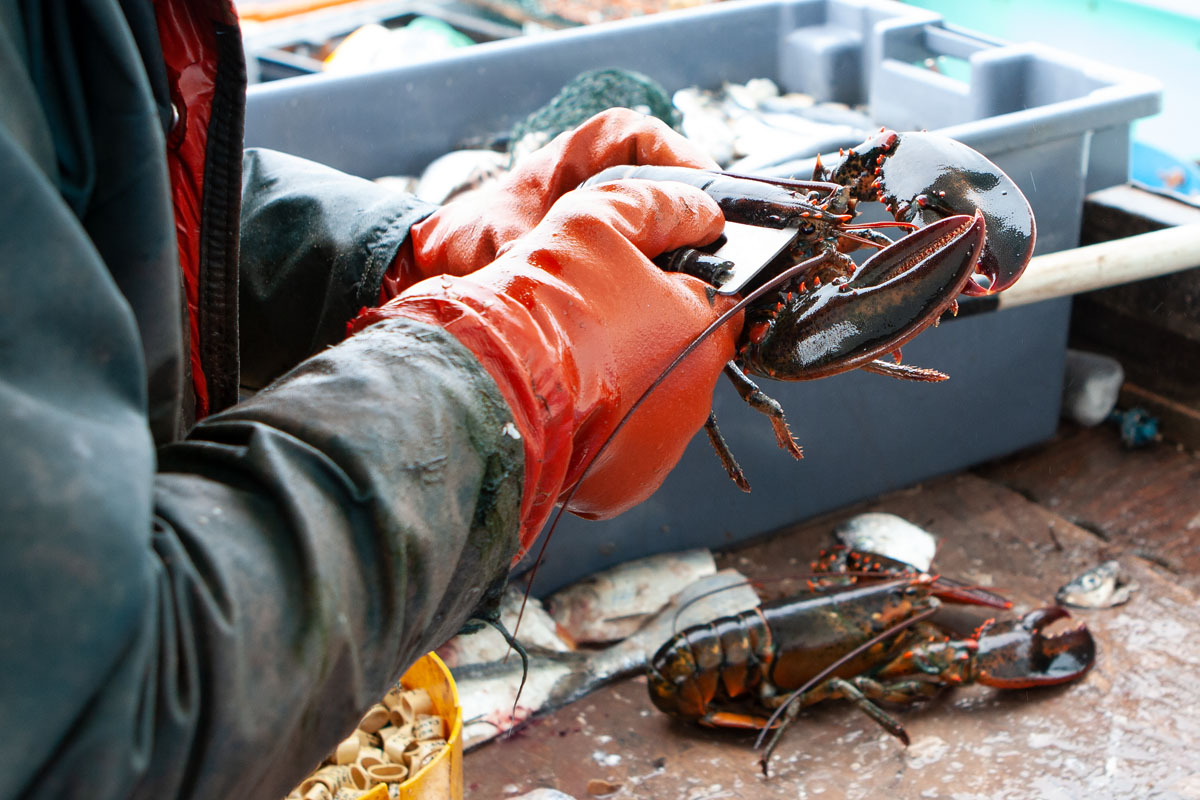 Lobsters are measured to ensure they're big enough to keep