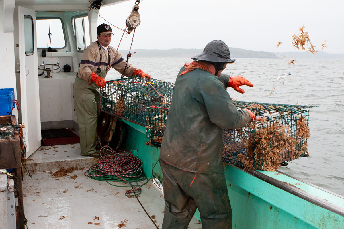 Seaweed, crabs, snails, and other unwanted items are removed from the traps