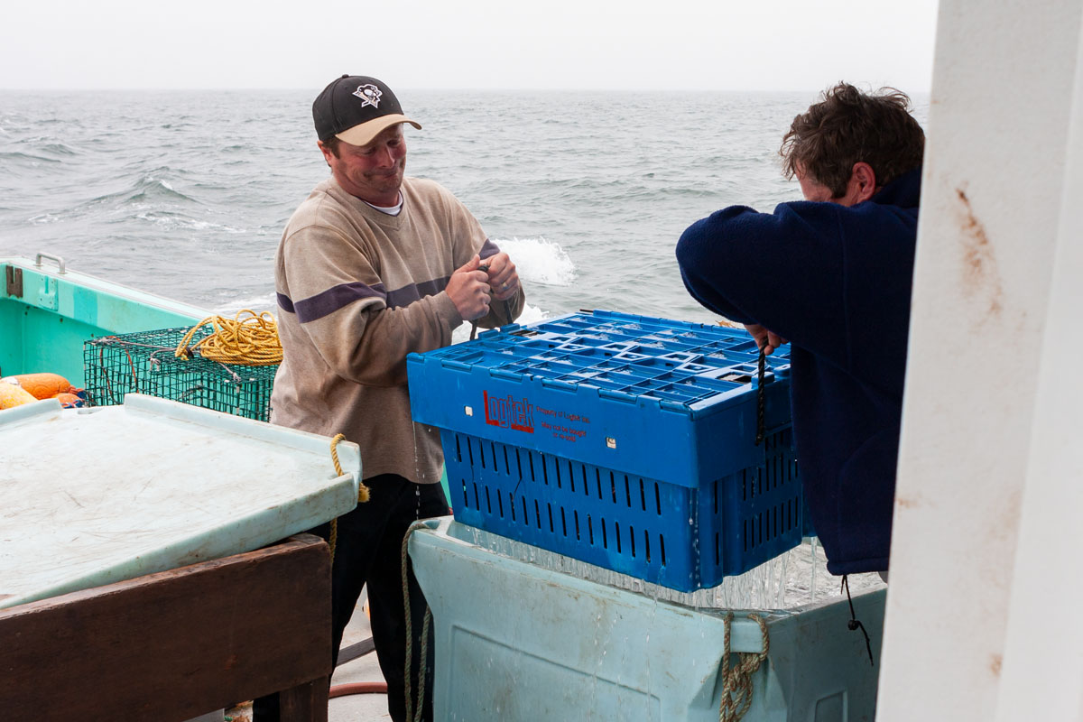 Crates of lobsters are kept in large tubs of water to keep them cool and alive