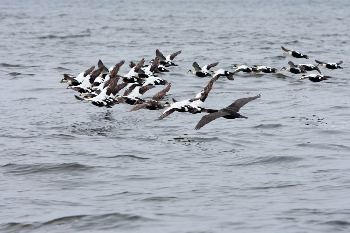 A flock of eiders accompanied by a lone cormorant fly past the boat