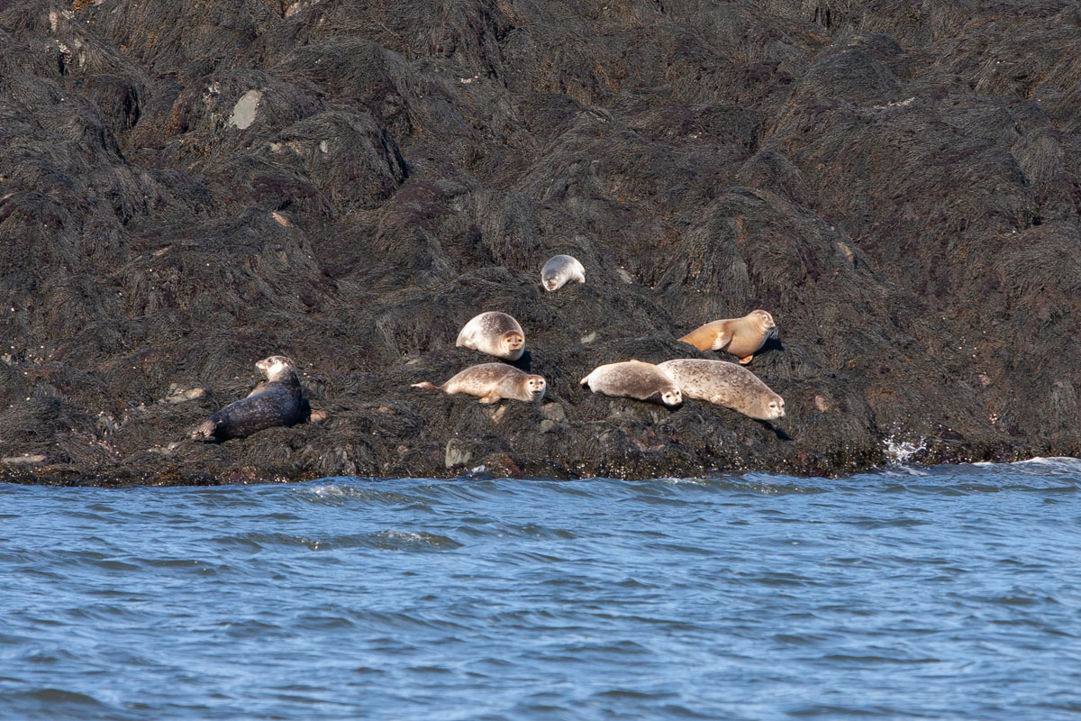 Harbour Seals sunning themselves on rocks in the Musquash estuary