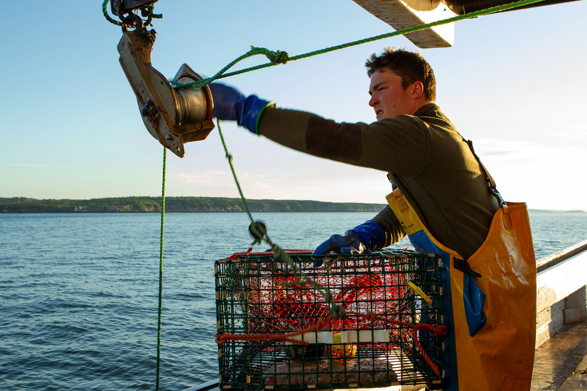A young lobster fishermen removes the trapline from the hydraulic hauler after bringing a trap on board.
