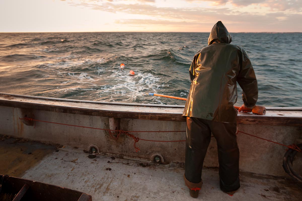 A lobster fishermen stands at the gunwales of his boat, ready to hook the trapline with his gaff.